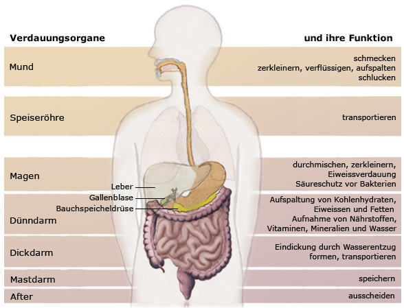 verdauungsenzyme dünndarm