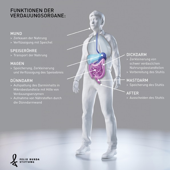 Funktionen der Verdauungsorgane